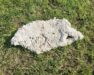 Large Natural White Ocean Coral Display Piece Aquarium 360 x 90 x 40mm 2kg - Image 1 of 4