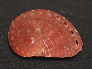 Very Rare...HALIOTIS TOMRICEI~15.4mm/Gem~Philippines SEASHELL - Picture 1 of 3