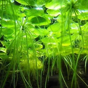 10 x Amazon Frogbit Live Tropical Lily Floating Aquarium Plants Reduces Algae - Picture 1 of 6