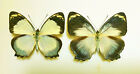 Nymphalidae Mynes Geoffroyi Guerini**Pair Nr. 2 ***Australia(Papered/Not Pinned)
