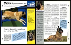 Malinois (Belgian Sheep Dog) - Routine - Dogs Of The World Atlas Fact File Card - Picture 1 of 1