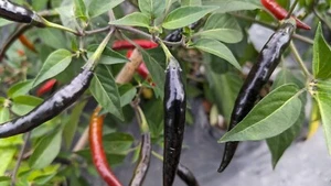 SEMILLA - Pimienta Picante Cobra Negra - Chile Raro para Gourmet - Imagen 1 de 8