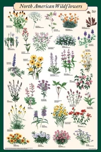 North American Wildflowers Botanical Educational Scientific Poster 24x36 Inches - Picture 1 of 1