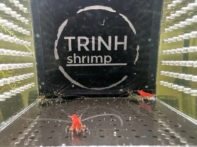 20+2 Mixed Orange Eye Neocaridina Shrimp - Image 1 of 3