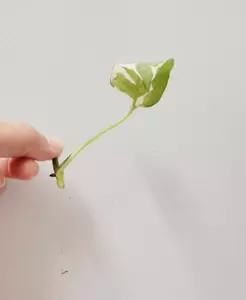 Variegated Pothos Pearls & Jade 3 Live Cuttings | Rare Devil's Ivy Houseplant - Picture 1 of 3