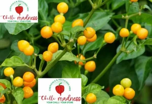 Chilli Aji Charapita Most Expensive Pepper Sustainably Grown in OZ 10 Seeds - Picture 1 of 9