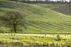 Photo 6x4 Sheep grazing on the Escarpment behind Ilbury Farm Barford St M c2006