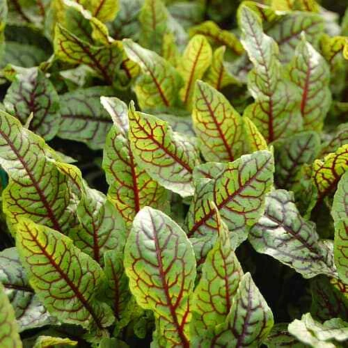 Red Veined Sorrel Seeds | Heirloom / Non-GMO | Free Shipping | Herb Seeds | 1162 - Image 1 of 1