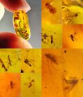 10 pieces authentic Burmite Myanmar Amber insect fossil dinosaur age 5.12-17