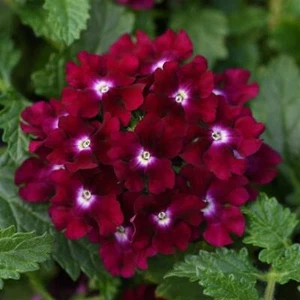 50 Magenta Verbena Seeds Flower Seed Spring Perennial Flowering Blooms USA 253 - Picture 1 of 12