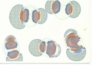 Tarjeta de invitación/InvitationCard: Nora Schattauer Salts Galerie Klein 2000 - Imagen 1 de 2