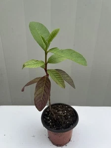 Guava Tree With Pot 8” Seedling Pink Guava Tropical Live Plant Ready To Plant - Picture 1 of 4