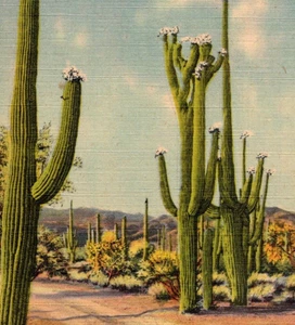 Vintage Linen Postcard Flowering Cactus Beautiful In The Old Southwest Desert - Picture 1 of 3