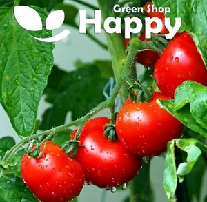 TOMATO SEEDS SAINT PIERRE - 60 SEEDS - INDETERMINATE HEIRLOOM VEGETABE - Picture 1 of 1