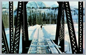 Postcard Honolulu Creek Alaska c1960s Moose On Railroad Track Winter Moosegooser - Picture 1 of 2