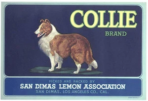 *Original* COLLIE Dog San Dimas 1920's Lemon Crate Label NOT A COPY! - Picture 1 of 1