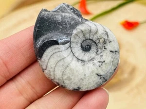 Orthoceras Kopffüßer Fossil, Orthoceras Fossil Kristall, versteinerte Orthoceras - Bild 1 von 6