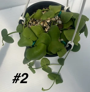 Dischidia Platyphylla - 6” Hanging Basket Pot - Super Healthy! (2) - Picture 1 of 4