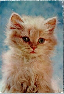 Kitten Portrait Italy Postcard Postmarked Canada - Picture 1 of 2