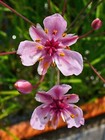 Flowering Rush Butomus umbellatus  LIVE Plant Aquatic Pond Marginal Bog