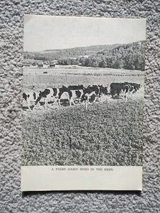 A Prime Dairy Herd in the Emek Jezreel , Israel - Vintage Print - 1947 - Picture 1 of 1