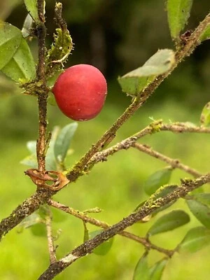 Myrciaria Tenella - 1+ YRS OLD - Image 1 of 4