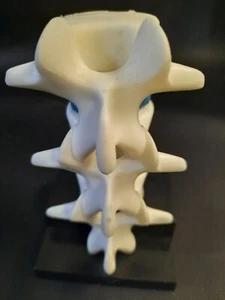 Geigy Vertebral Pharmaceutical Vertebrae Anatomical Model - Picture 1 of 5