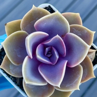 Rare Succulent Echeveria Perle von Nurnberg Rooted Purple Live Plant 3-Inch - Image 1 of 4