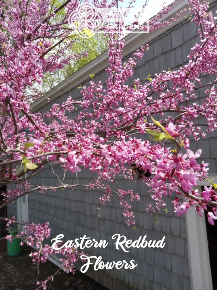 3 plántulas de árbol Redbud oriental - Cercis canadensis - 3 a 6 pulgadas - planta viva Foto 1 de 4