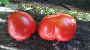 10 graines de tomate Maria Amazilitei's giant red heirloom tomato seeds méth.bio - Picture 1 of 4