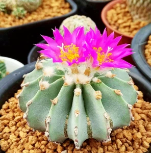 3.5-4CM Succulent Cactus Plant Geohintonia Mexicana Cactaceae Garden plants - Picture 1 of 6