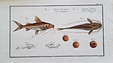 M.E. Bloch Silurus clarias & Ascita Welse Naturgeschichte der Fische 1785