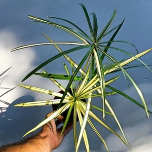Cyperus Alternifolius Variegata - Papiro - Planta Viva Maceta Interior/Exterior - Imagen 1 de 11