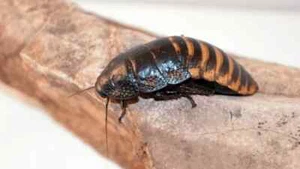 Madagascar Hissing Cockroach LIVE Adult FEMALE Pet Reptile Feeder Roach - Picture 1 of 1