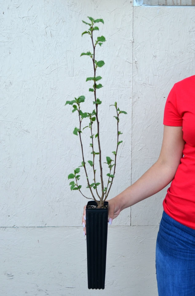 Árbol de abedul blanco en maceta TreesAgain - Betula papyrifera - 27 - 35+ pulgadas Foto 1 de 1