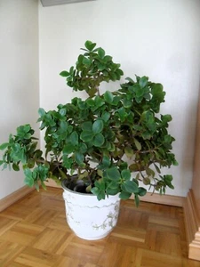Crassula ovata, Geldbaum, Pfennigbaum - Bild 1 von 9