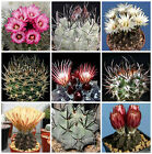 100 graines de Pyrrhocactus mèlanges,plantes grasses, cactus seeds mix , F