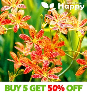 BLACKBERRY LILLY FLOWER - 24 seeds - Belamcanda Iris domestica - PERENNIAL - Picture 1 of 4