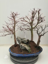 Bonsai bosco di Acero palmatum verde h. 55 cm Visita il mio negozio!