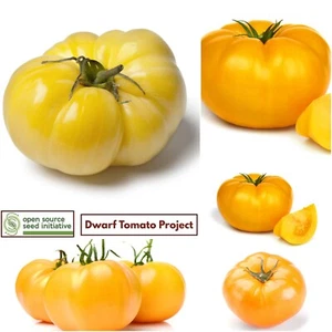Tomato Summertime Gold 20+ seeds HEIRLOOM vegetable garden SPRING SUMMER dwarf - Picture 1 of 1