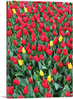 ARTCANVAS Netherlands, Red and Yellow Tulips Canvas Art Print