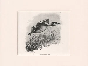 ALTER ANTIKER VOGELSTICH 1916 DRUCK FERTIG MONTIERT DER WAPPENGREBE - Bild 1 von 1
