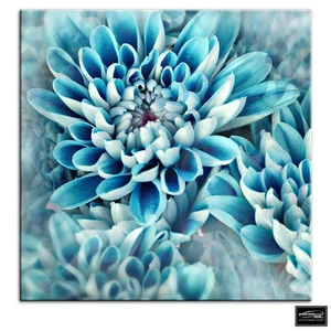 Zinnie blaue Blume Floral BOX GERAHMT LEINWAND KUNST Bild HDR 280 g/m² - Bild 1 von 1