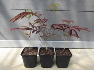 Albizia julibrissin 'Summer Chocolate'® Seidenbaum Pflanze 30-50cm Winterhart - Bild 1 von 6