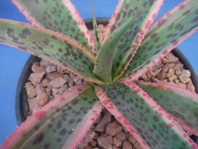 Mangave Hybrid "Kaleidoscope" Manfreda x Agave Succulent 10"-12" Wide Variegated - Image 1 of 4