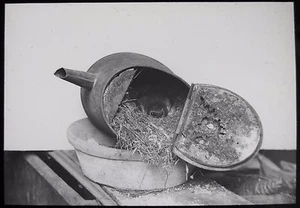 Glas Zauber Laterne Dia ROBINS NEST IN KAFFEEKANNE UM 1890 FOTO VOGEL ORNITHOLOGIE - Bild 1 von 2