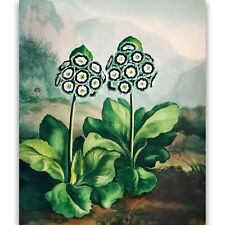 A Group of Auriculas • Dark Cottagecore • Giclee Canvas Print • Multi-Size