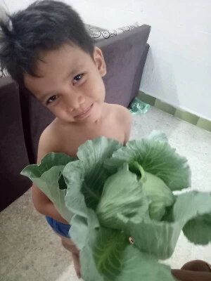 tropical warm weather cabbage : true breed tropical vegetable seeds - Image 1 of 4