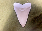 REPLICA GIANT SHARK TOOTH -MAN MADE=NOT ANIMAL PRODUCT