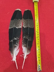 Pluma de ala Z44 Pr Pen African Harrier Hawk (Polyboroides Typus) - Imagen 1 de 1